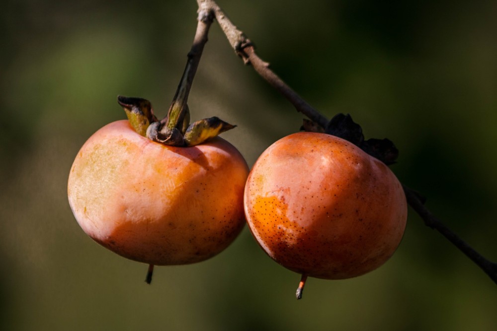 persimmon